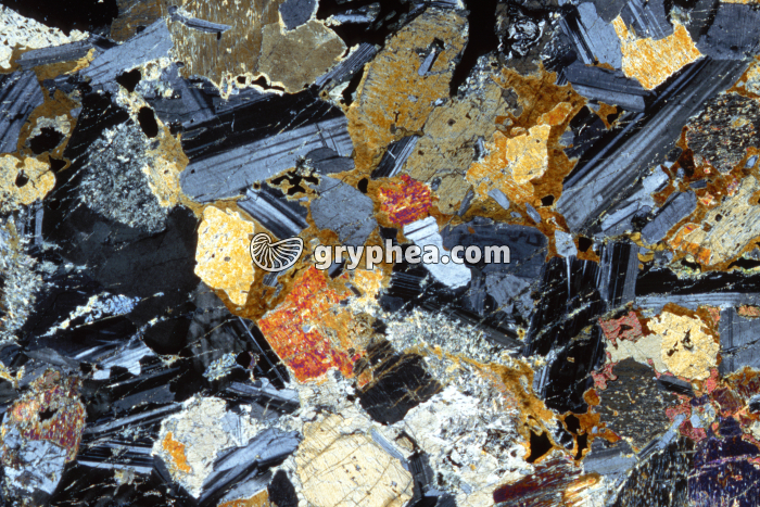 Gabbro LPA x4 - gryphea.com